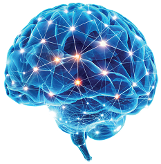 Brain